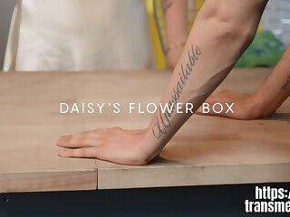 Daisy Taylor - Fucking Daisy Taylor Full Video - ashemaletube.com